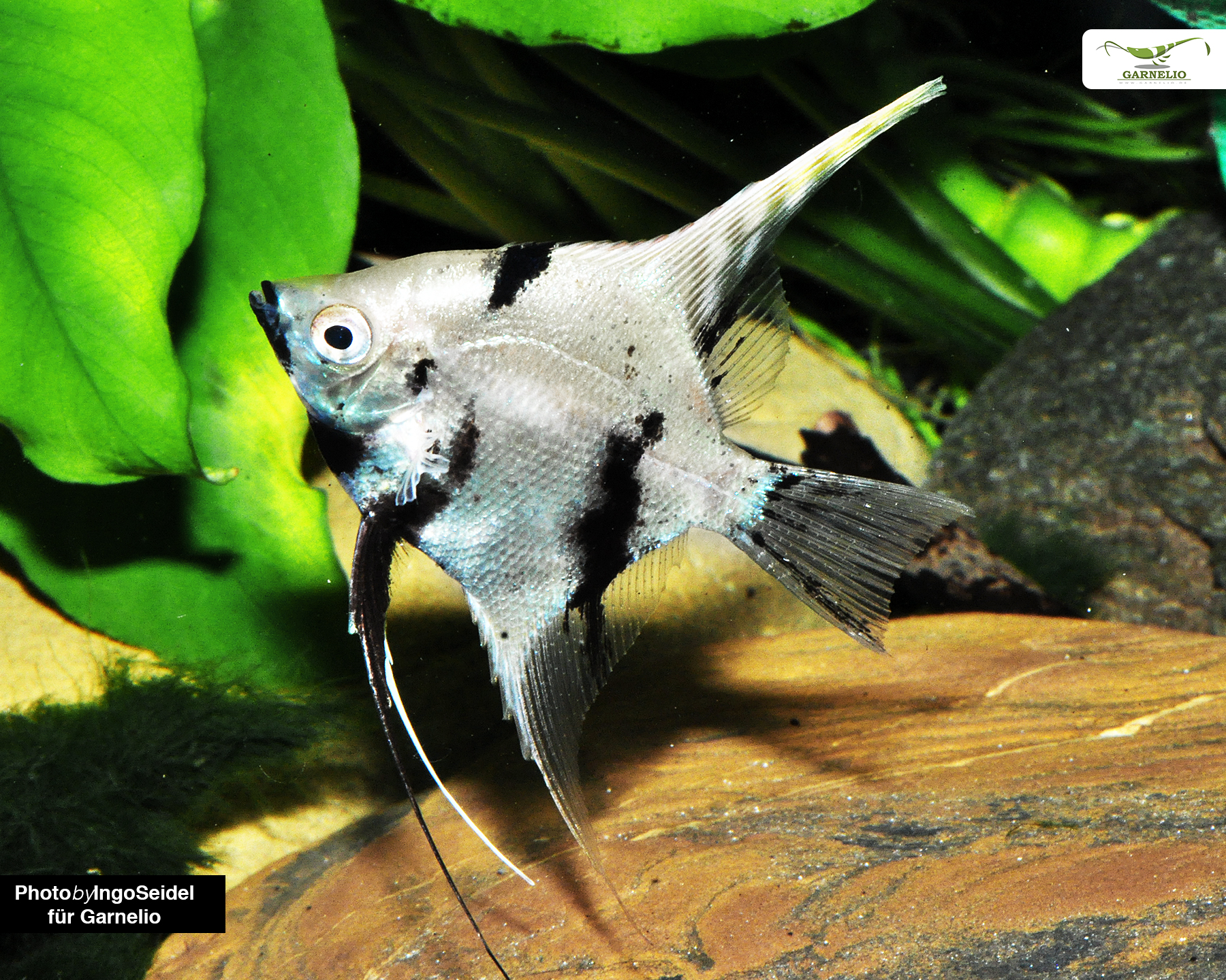White Marble Angelfish (Pterophyllum scalare)